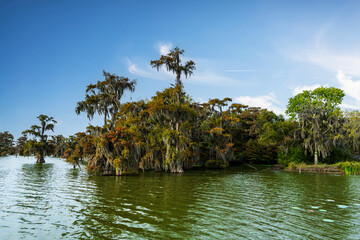 Cypress trees covered in Spanish moss in a Louisiana bayou, USA