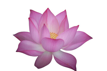 The beautiful lotus flower with the background removed to make it stand out.