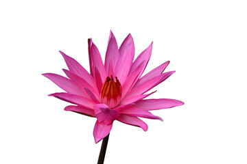 The beautiful lotus flower with the background removed to make it stand out.