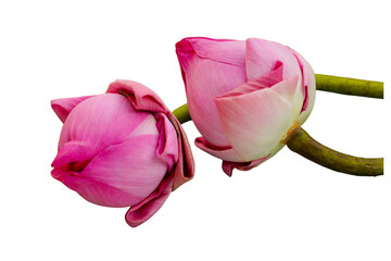 The beautiful lotus flower with the background removed to make it stand out.