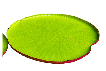 The beautiful lotus flower with the background removed to make it stand out.