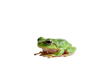 Obraz premium Frog with transparent PNG background