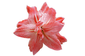 The beautiful lotus flower with the background removed to make it stand out.