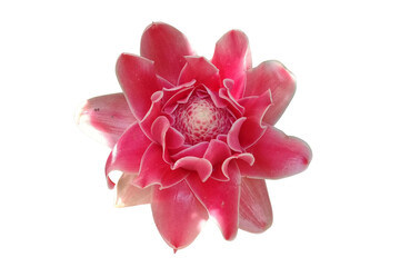The beautiful lotus flower with the background removed to make it stand out.