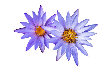 The beautiful lotus flower with the background removed to make it stand out.