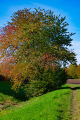 trees in autumn