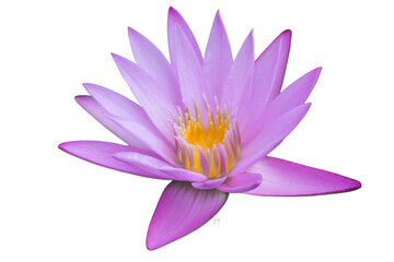 The beautiful lotus flower with the background removed to make it stand out.