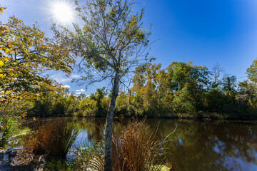 Bayou scenery of South Louisiana, USA
