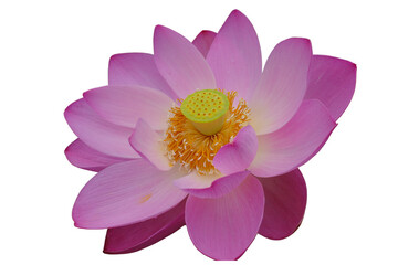 The beautiful lotus flower with the background removed to make it stand out.