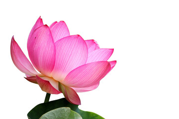 The beautiful lotus flower with the background removed to make it stand out.