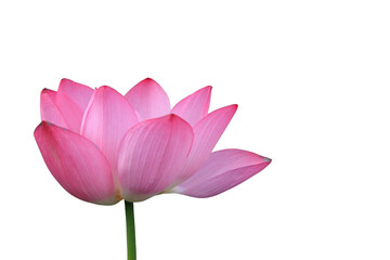 The beautiful lotus flower with the background removed to make it stand out.