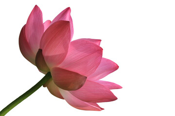 The beautiful lotus flower with the background removed to make it stand out.