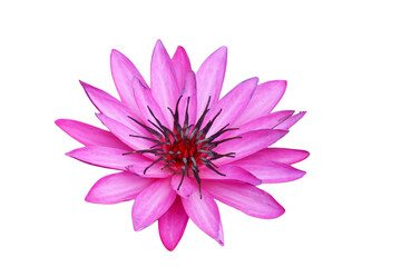 The beautiful lotus flower with the background removed to make it stand out.