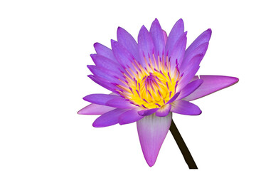 The beautiful lotus flower with the background removed to make it stand out.
