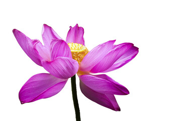 The beautiful lotus flower with the background removed to make it stand out.