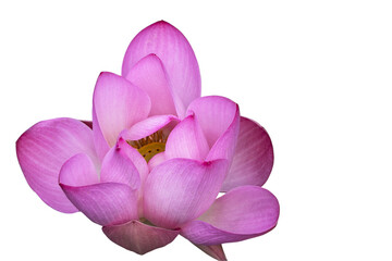 The beautiful lotus flower with the background removed to make it stand out.