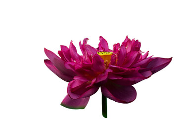 The beautiful lotus flower with the background removed to make it stand out.