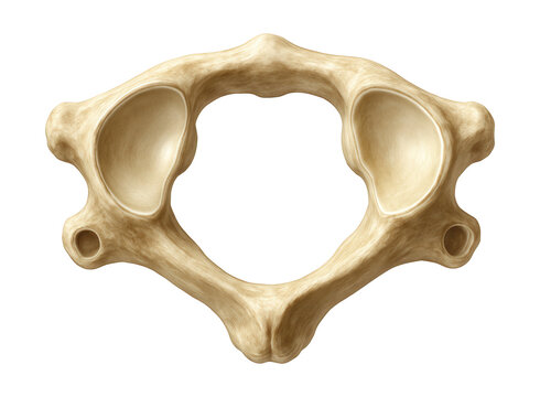 Atlas vertebra lacking a body, featuring large concave superior articular facets.