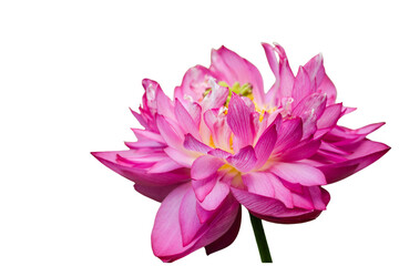 The beautiful lotus flower with the background removed to make it stand out.