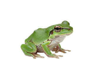 Obraz premium Frog with transparent PNG background