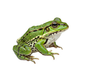 Fototapeta premium Frog with transparent PNG background
