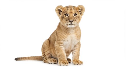 Adorable Lion Cub Sitting and Looking Directly at the Camera with White Background.