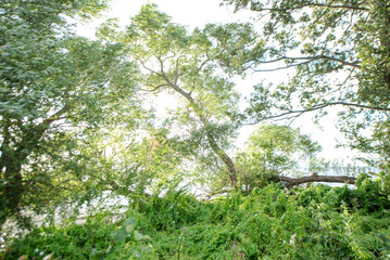 Hanging tree in the lake