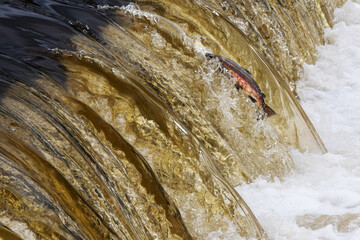 Verletzter und entkräfteter männlicher Lachs springt bei letzem Versuch zu kurz