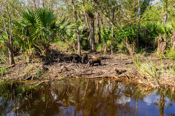 Wild hogs in the Honey Island Swamp, South Louisiana, USA