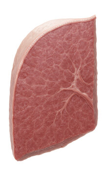 Lung tissue section showing pleura and mesothelial cell layer.