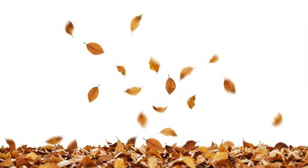 Autumn Leaves Falling Isolated on White with Vibrant Fall Season Abstract Concept.