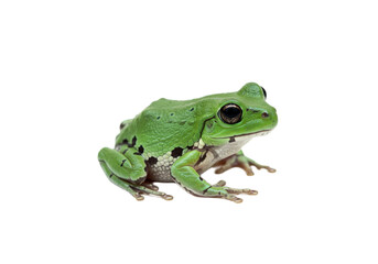 Obraz premium Frog with transparent PNG background