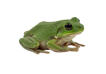 Obraz premium Frog with transparent PNG background