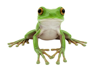 Fototapeta premium Frog with transparent PNG background