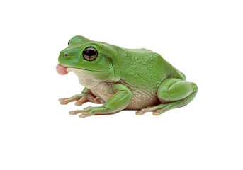 Obraz premium Frog with transparent PNG background