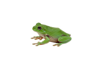 Obraz premium Frog with transparent PNG background