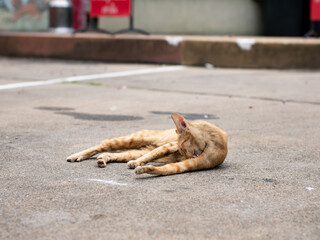 Orange Tabby Stray Cat Lying Down and Relaxing on Street Pavement in Hot Summer Day