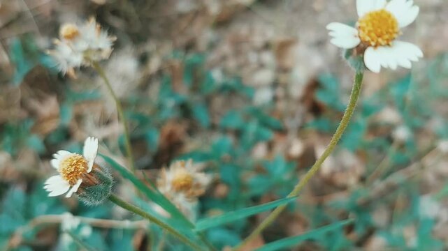 Tridax procumbens wildflower and seed head close up video