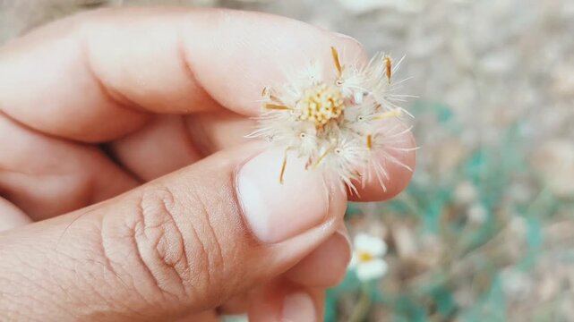 Tridax procumbens seed dispersal close up nature video