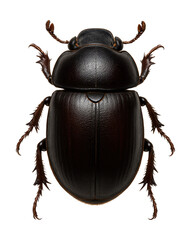 Hard-shelled beetle with a tough outer layer and segmented body.