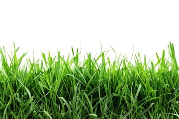 Obraz premium Border of grass backgrounds plant green.