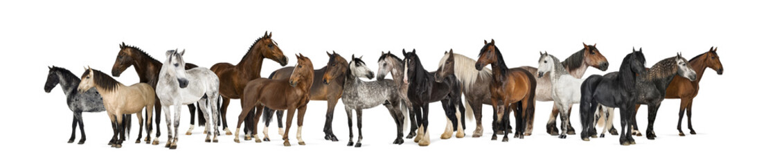 Diverse horse breeds standing in a panoramic group