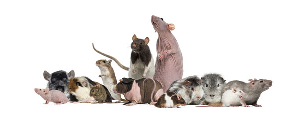Group of various pet rodents standing together