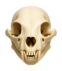 Fototapeta premium Smooth-coated otter skull featuring a rounded cranium and sharp teeth.