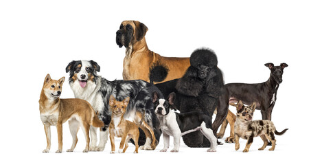 Group of various dog breeds standing composition