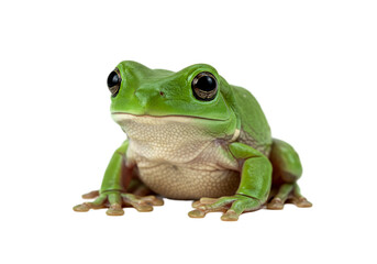 Obraz premium Frog with transparent PNG background
