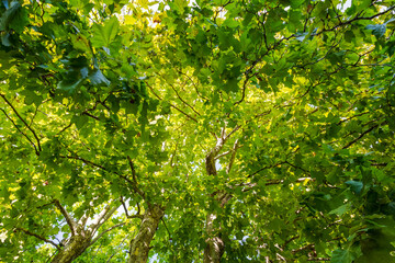 vibrant green tree canopy. upward view on lush green tree branches. lush foliage background. growth and serenity. eco-friendly, wellness