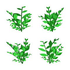 Collection of various illustrations of foliage plants