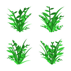 Collection of various illustrations of foliage plants