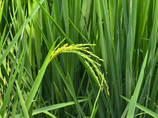 Close-Up of Green Rice Plant with Growing Grains in Paddy Field